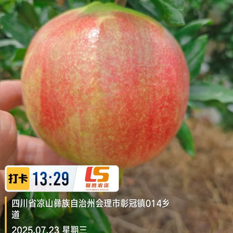 会理软籽石榴8月5日上市