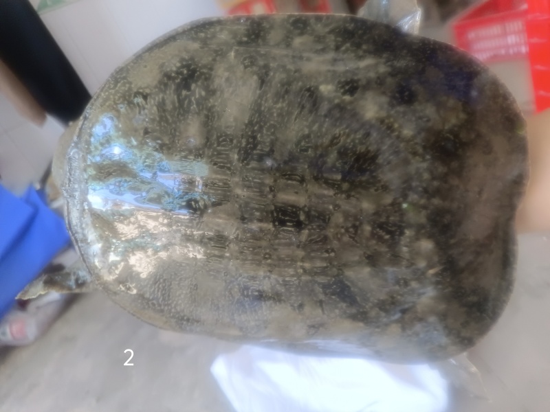 湖北纯生态甲鱼