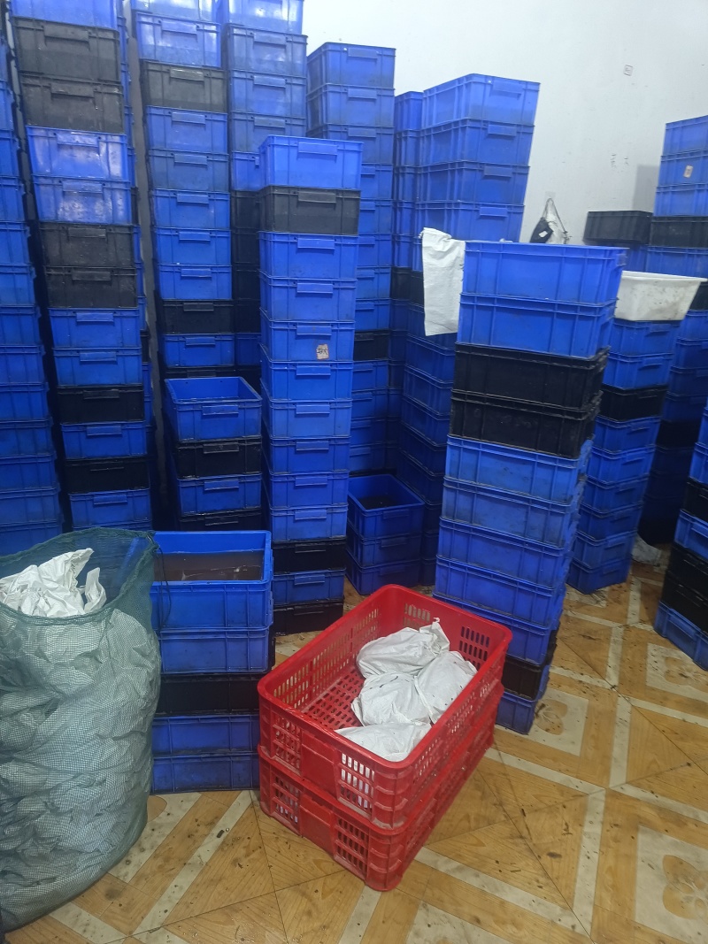 湖北纯生态甲鱼