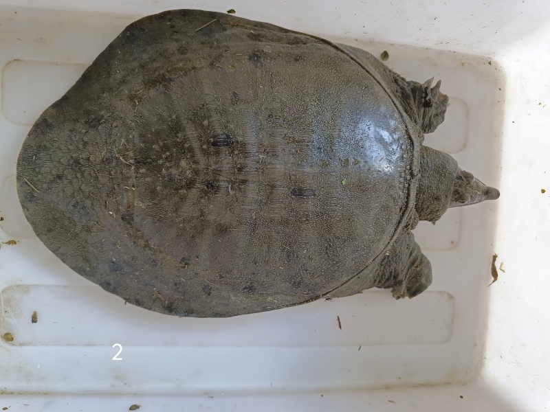 湖北纯生态甲鱼