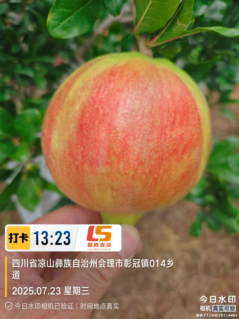 会理软籽石榴8月5日上市