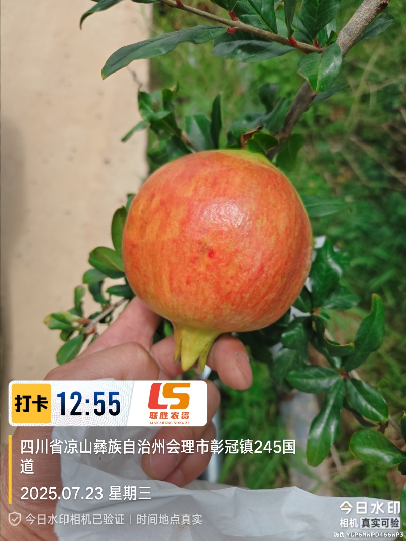 会理软籽石榴8月5日上市