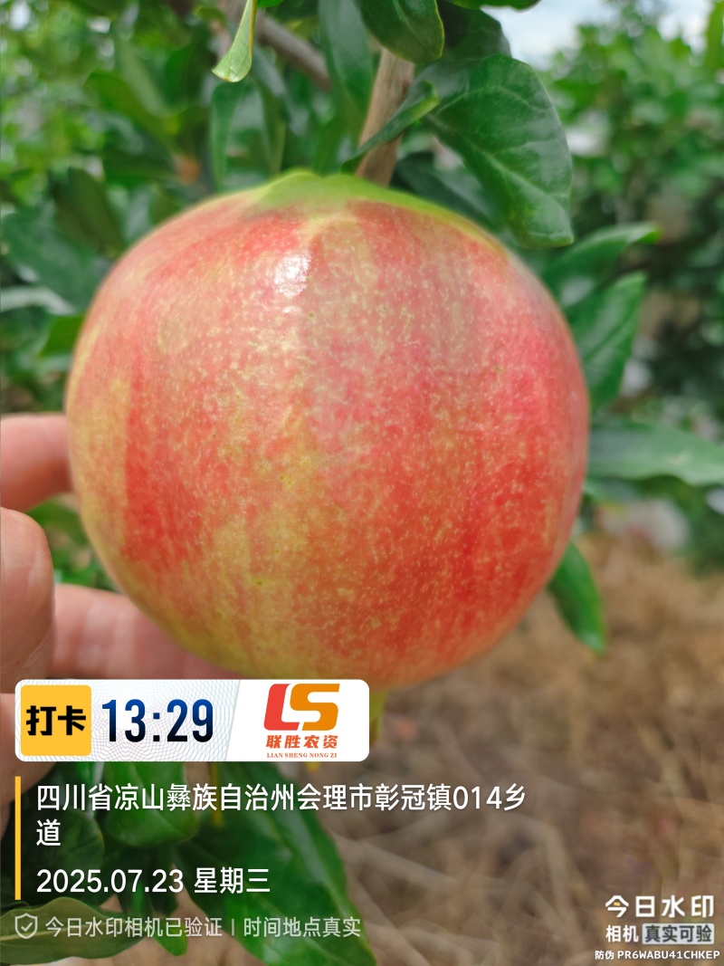 会理软籽石榴8月5日上市