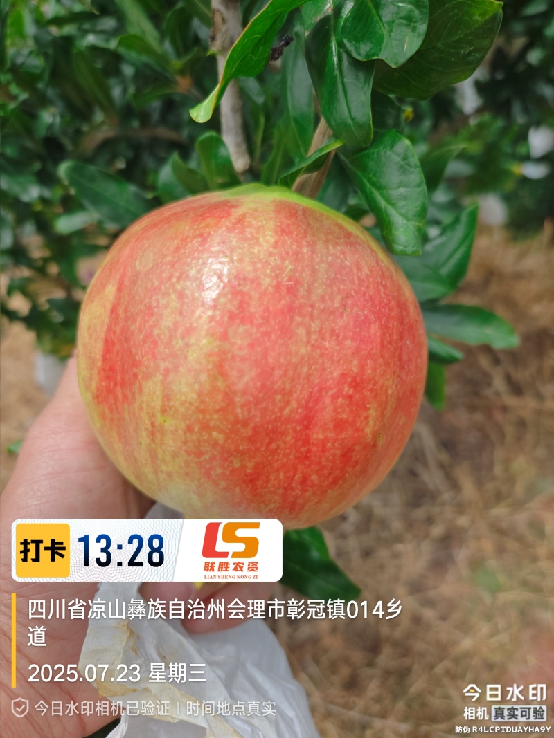 会理软籽石榴8月5日上市