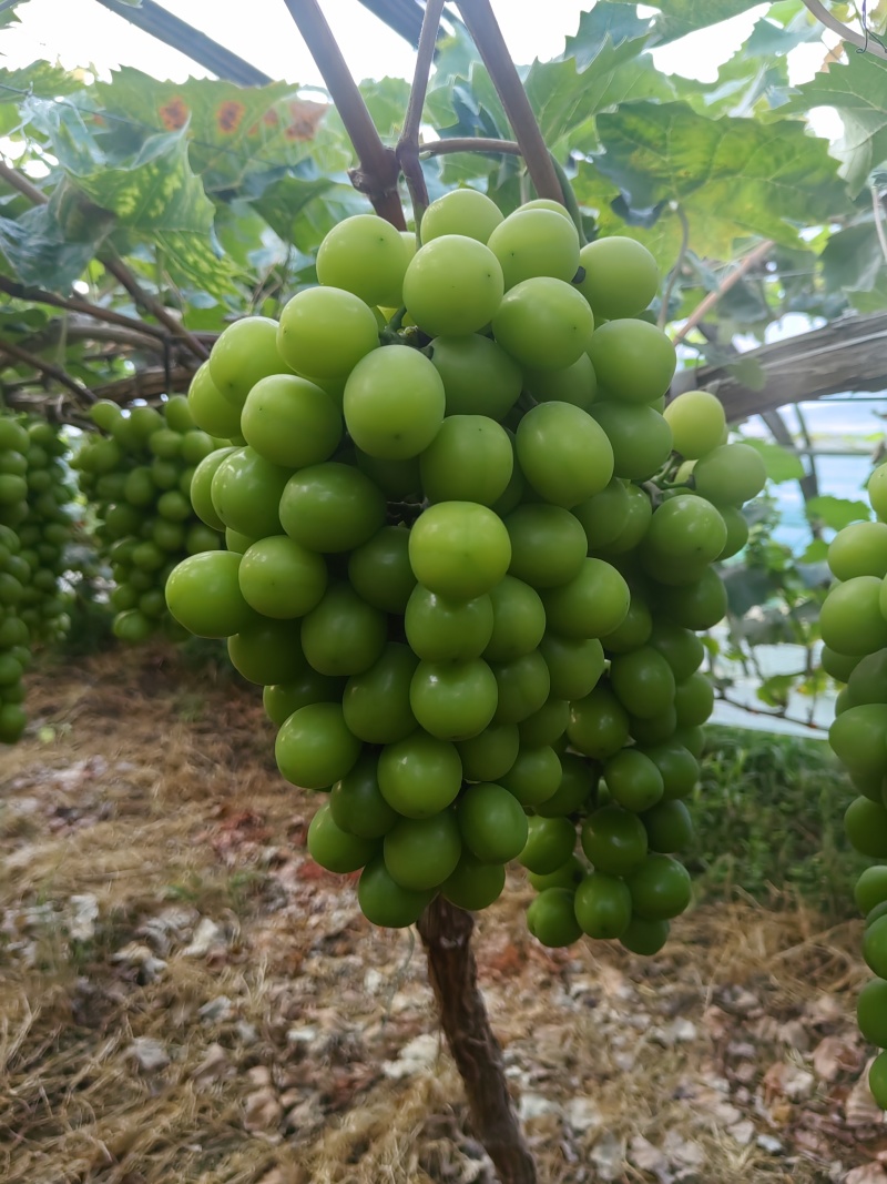 阳光玫瑰，甬忧大量现货