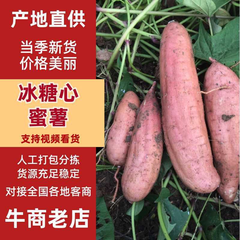 哈蜜冰糖心蜜薯，白雪公主蜜薯，支持市场，超市电商和加工厂