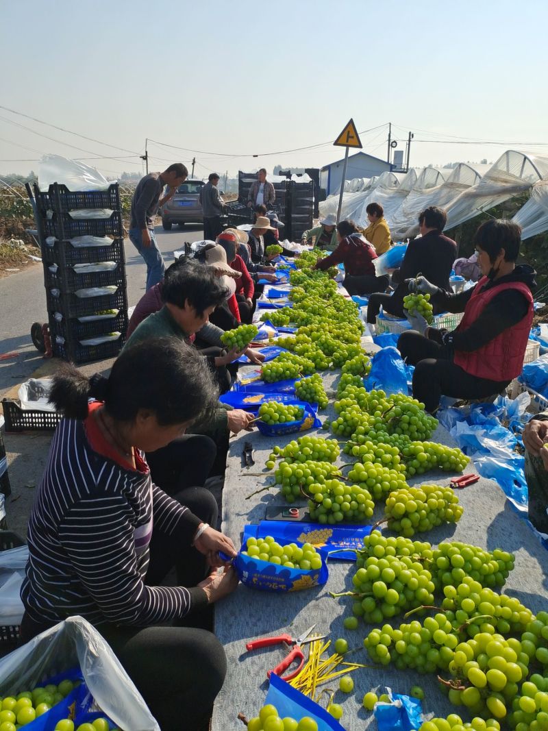 阳光玫瑰冷棚阳光玫瑰葡萄商超电商供货代发代加工