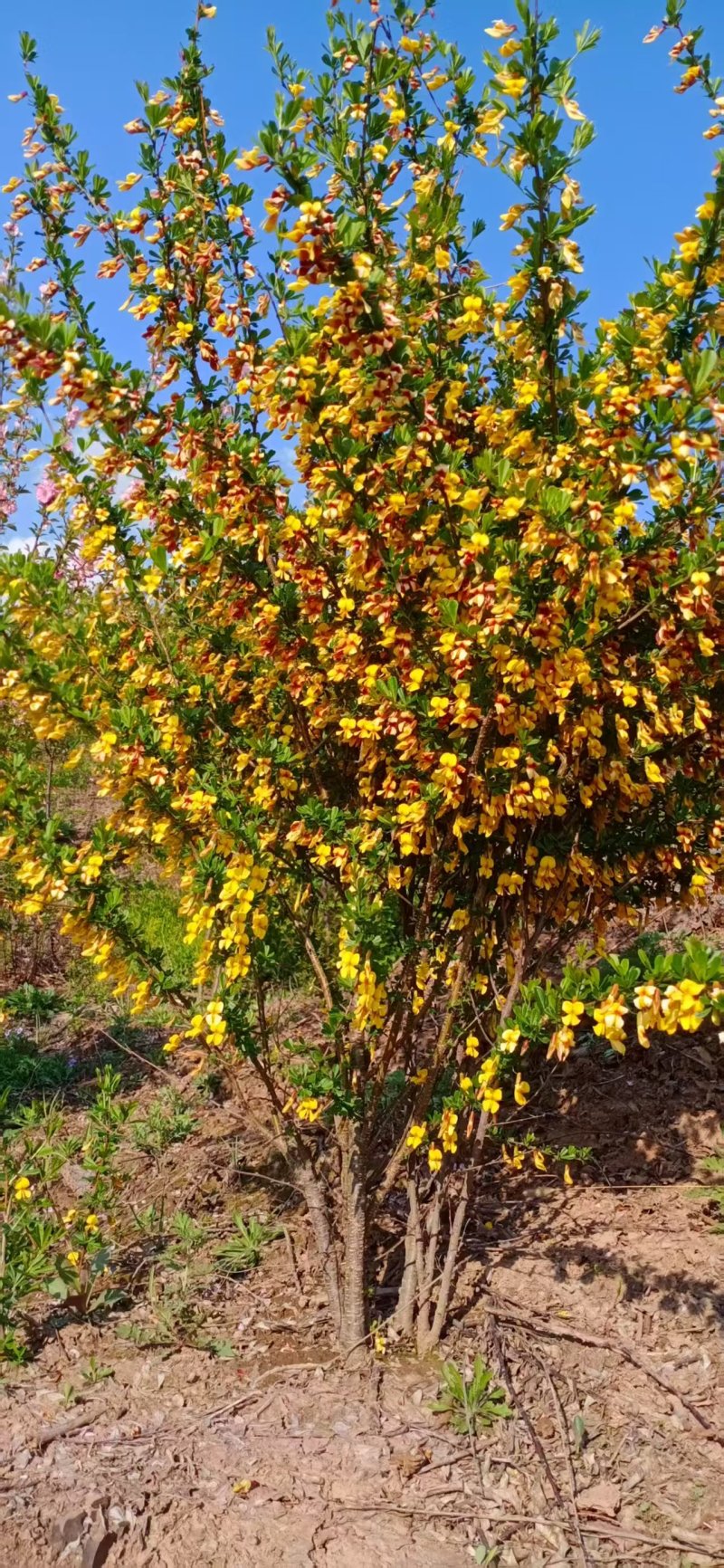 金雀花金雀锦鸡花苗阳雀花，花可食用根系可入药