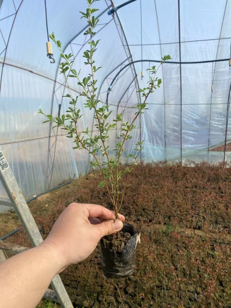 金雀花金雀锦鸡花苗阳雀花，花可食用根系可入药