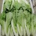 （山东精品奶白菜）小白菜、山东产地直销，全国发货