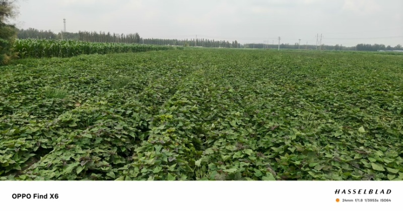红薯冰糖心哈蜜红薯现挖现发产地直供一手货源