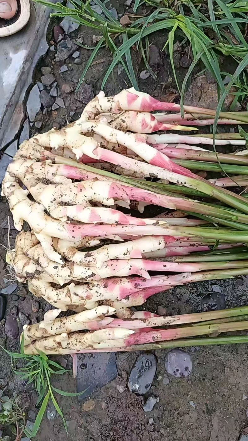 生姜