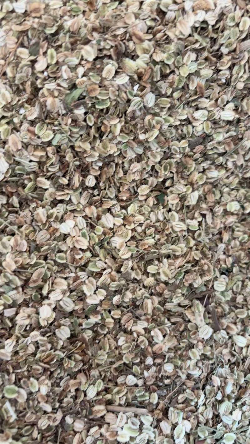 白芷种子二年纯新货，发芽率95%，对接全国