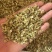 白芷种子二年纯新货，发芽率95%，对接全国