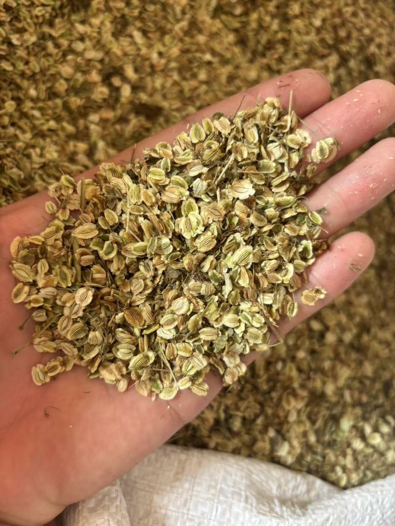 白芷种子二年纯新货，发芽率95%，对接全国