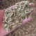 白芷种子二年纯新货，发芽率95%，对接全国