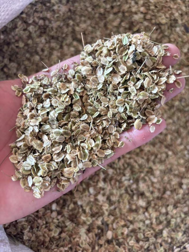 白芷种子二年纯新货，发芽率95%，对接全国