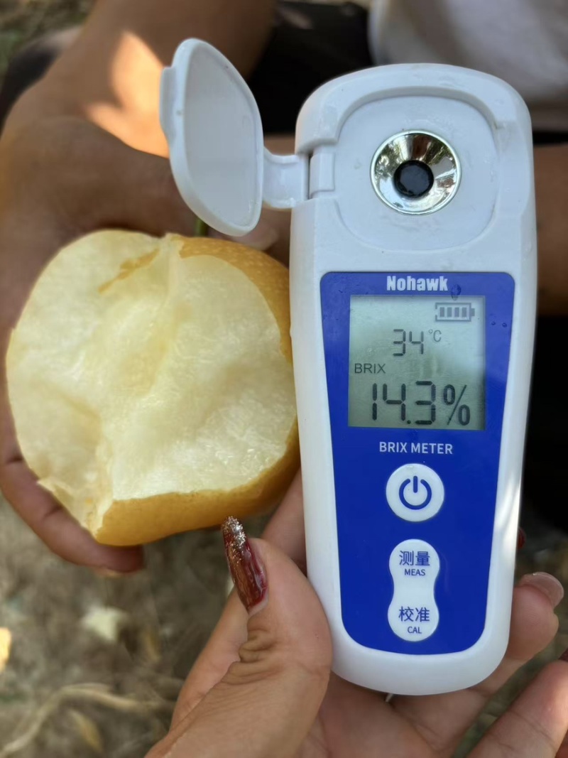 秋月梨大量有货全国通发产地直销一手货源口感脆甜
