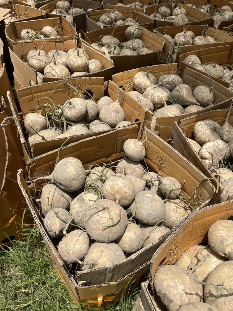 广西大明山凉薯