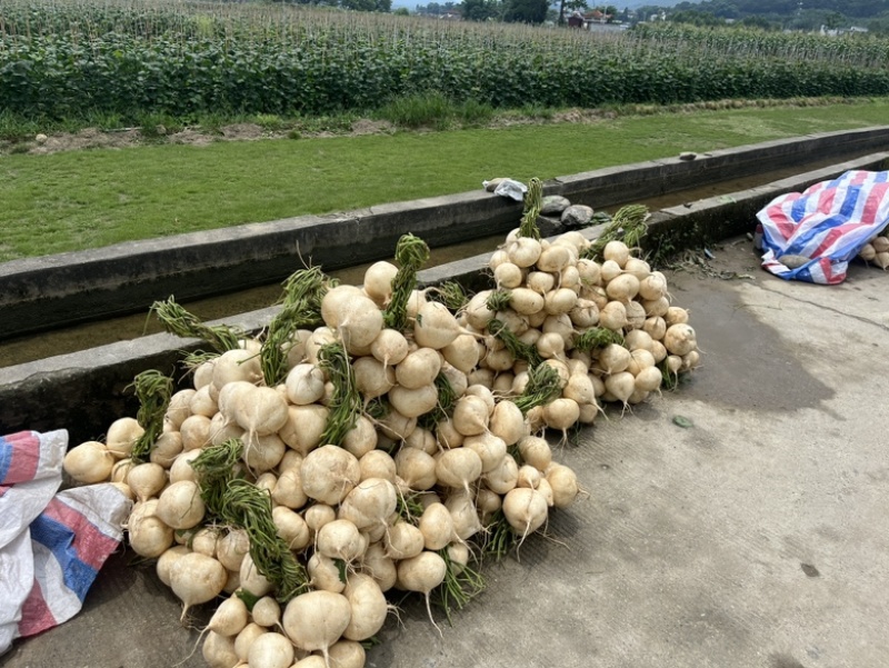 南宁市大明山凉薯