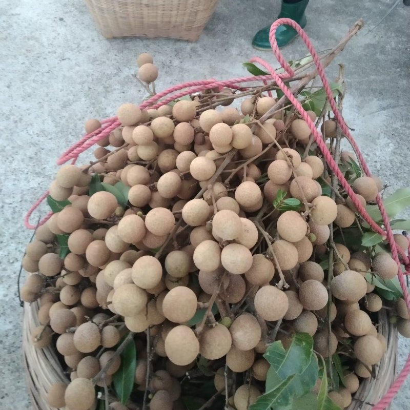 广西平南县龙眼大量上市了欢迎各位老板来电咨询谢谢代办各种水果
