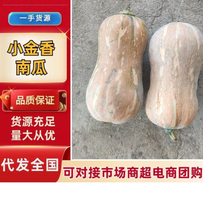小金香南瓜南阳新野基地直发口感面甜小南瓜