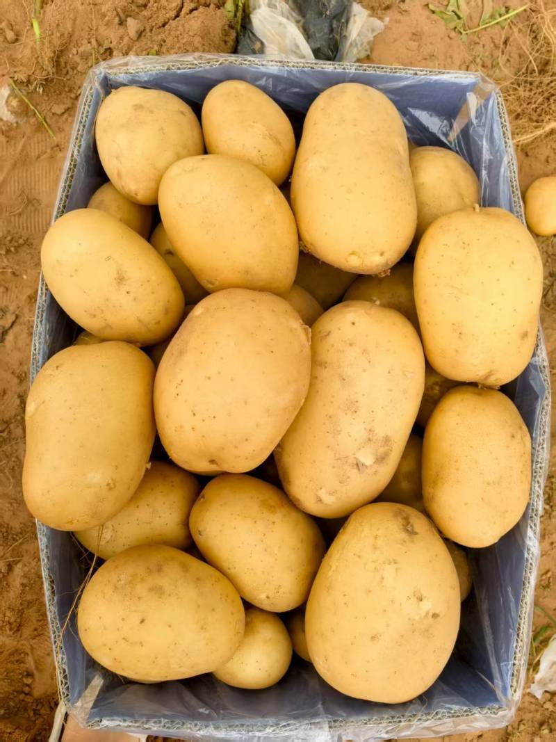 陕北精品土豆沃土5号土豆货源充足产地供应欢迎咨询