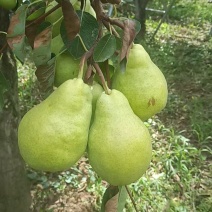 香蕉梨