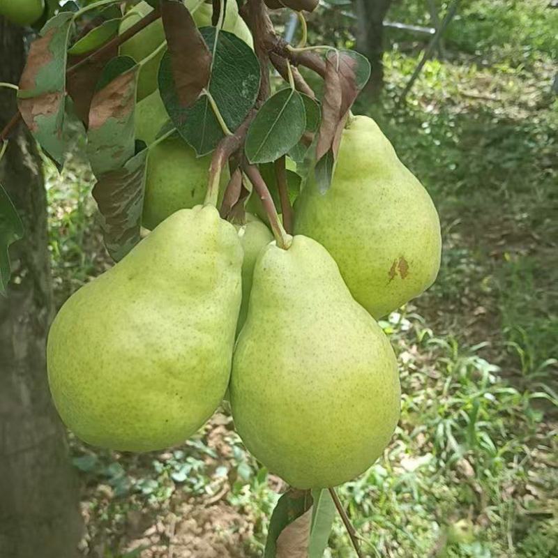 香蕉梨
