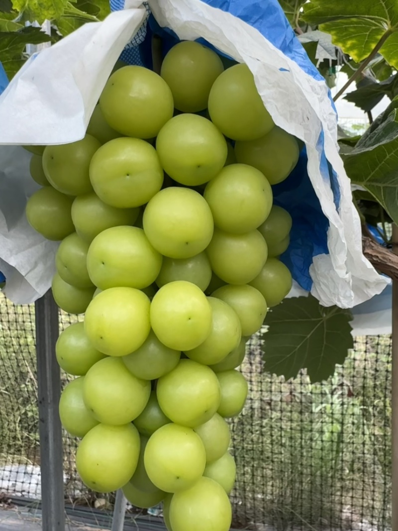 阳光玫瑰大量出售
