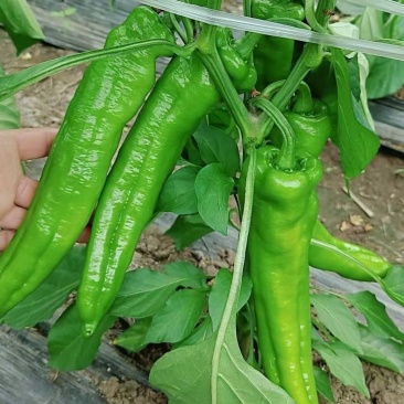 牛椒大量有货