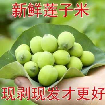 莲子鲜干加工去芯都有