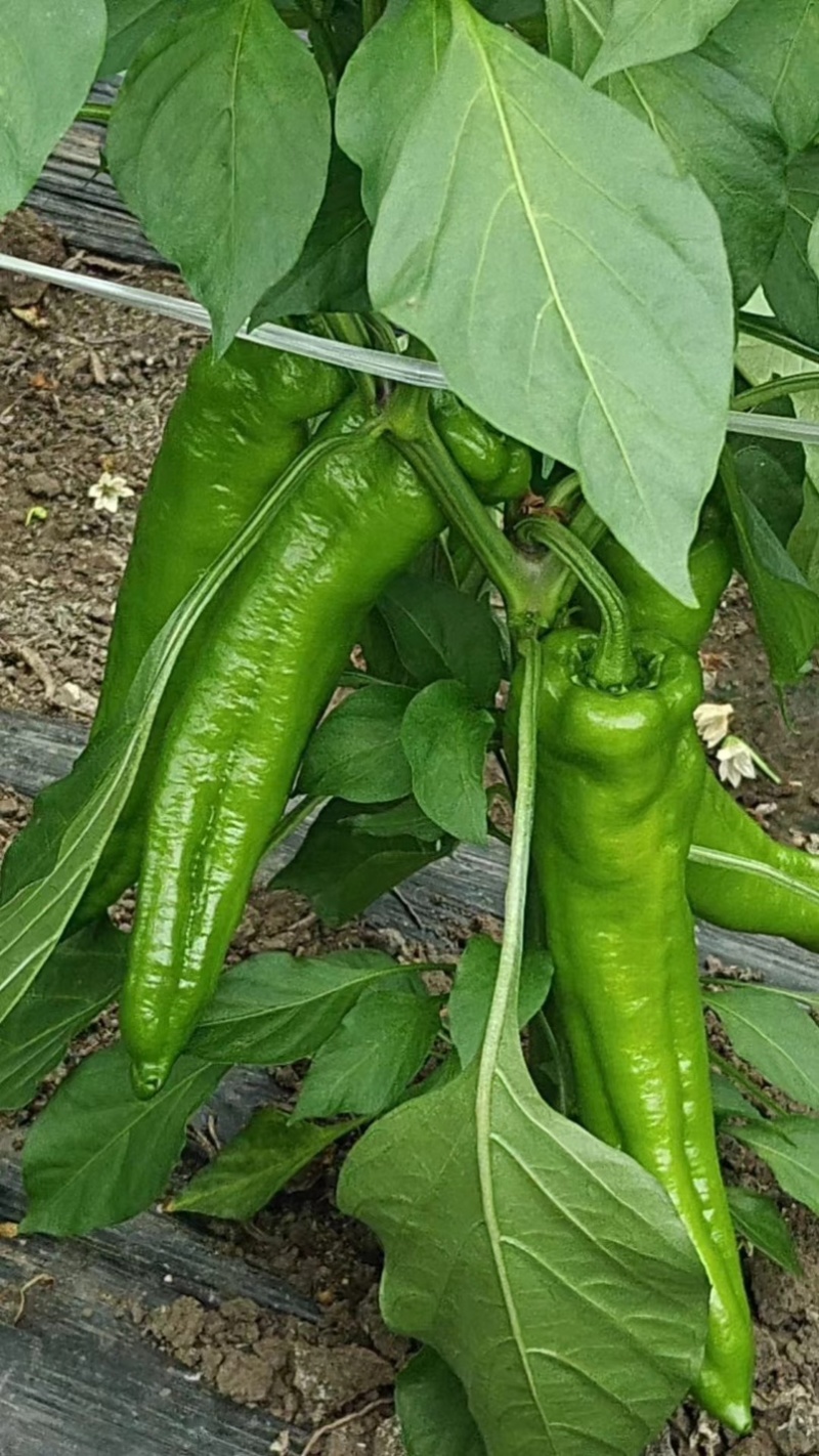 牛椒大量有货