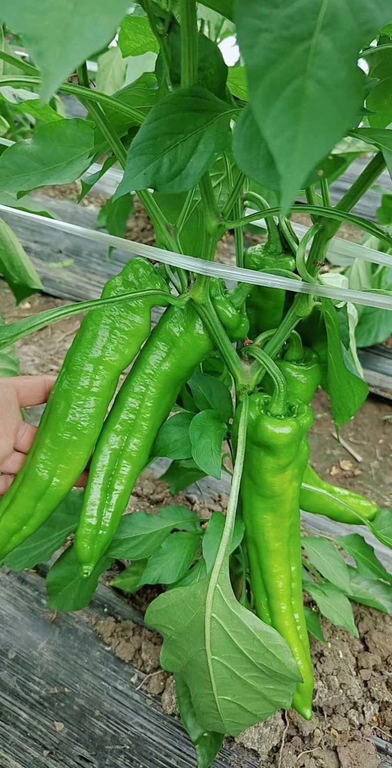 牛椒大量有货