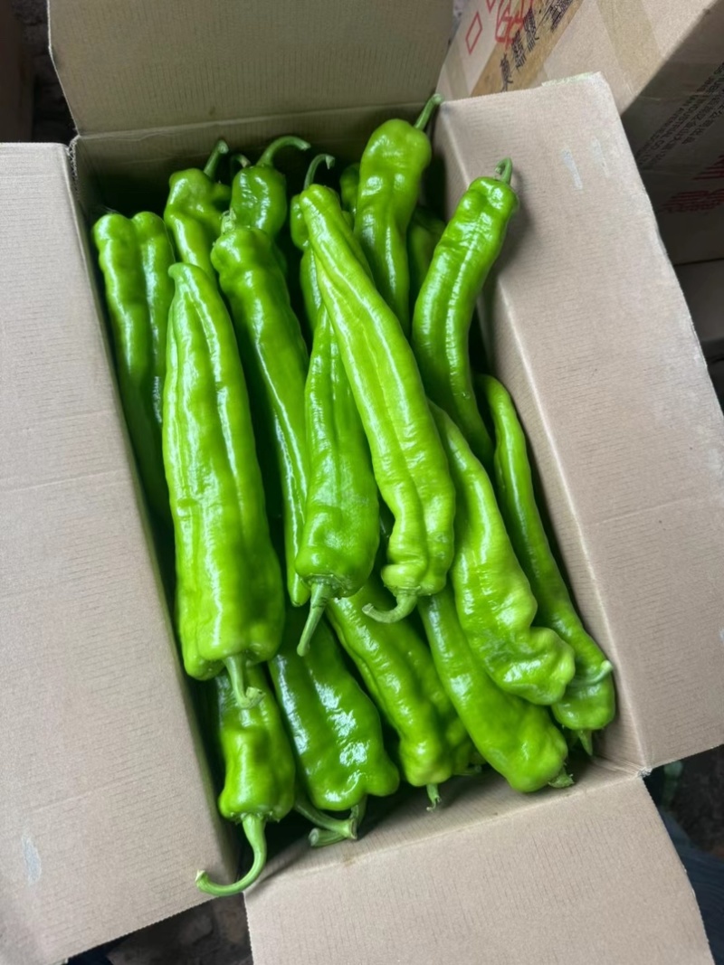 牛椒大量有货