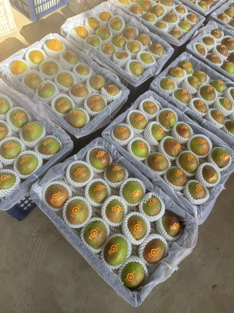 新梨7号皮薄肉嫩果面干净糖度15个以上河北产区直发