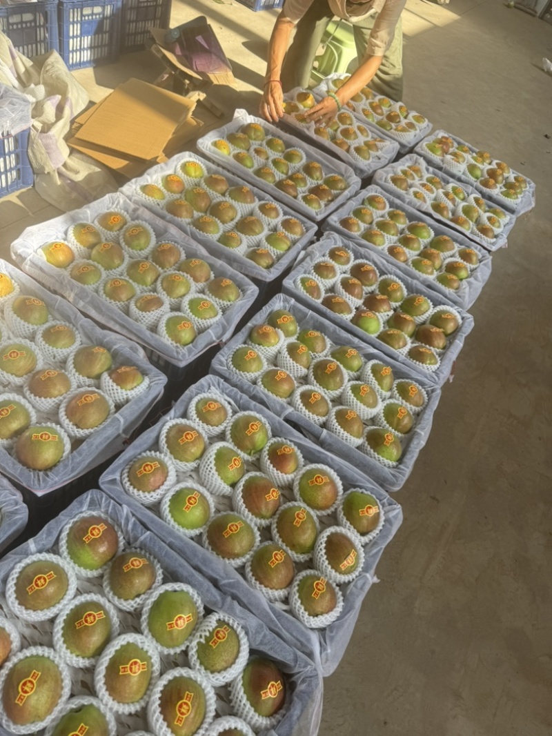 新梨7号皮薄肉嫩果面干净糖度15个以上河北产区直发