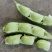 大棚毛豆大量上市