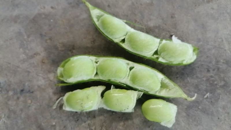 大棚毛豆大量上市
