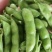 大棚毛豆大量上市