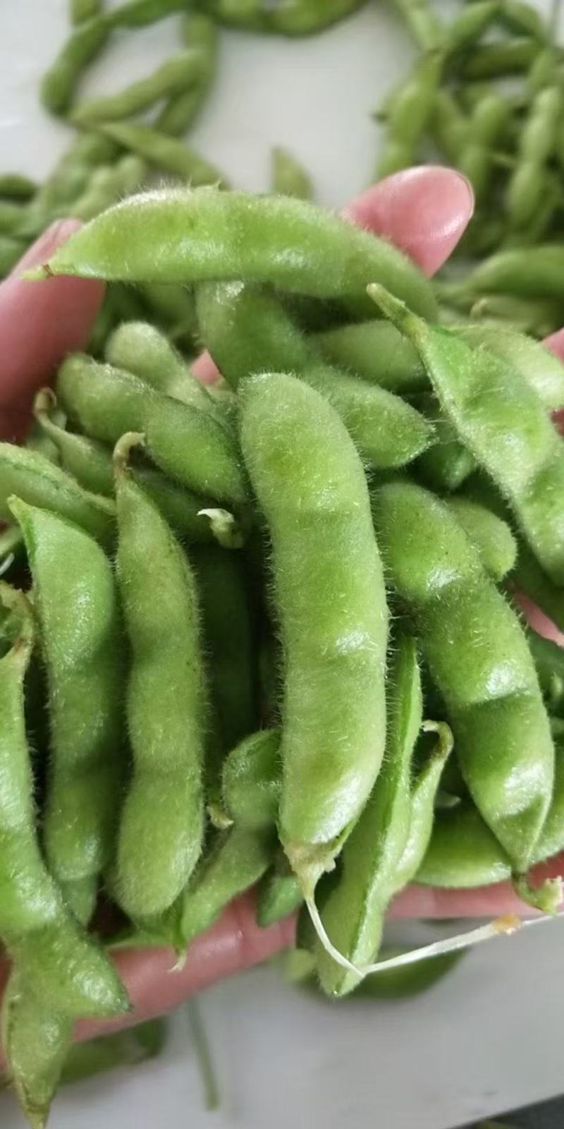 大棚毛豆大量上市