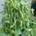 大棚毛豆大量上市