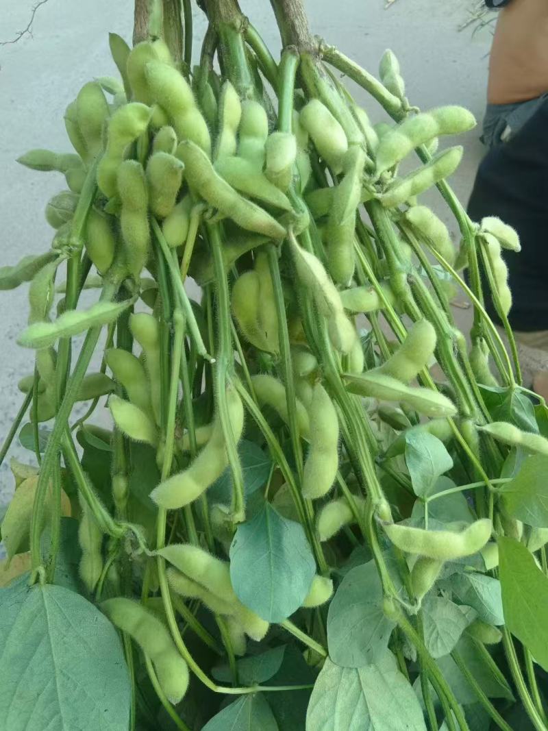 大棚毛豆大量上市