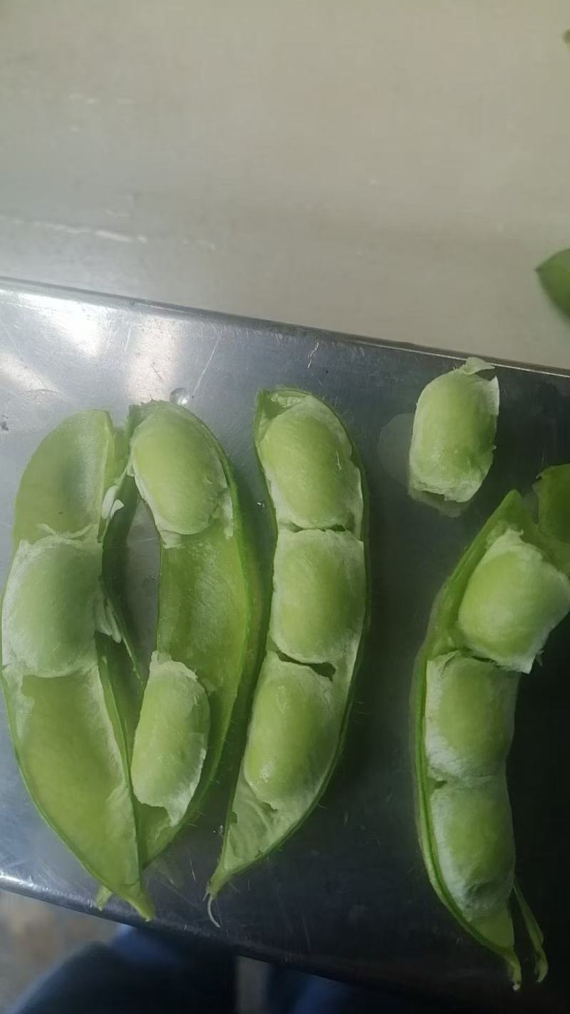 大棚毛豆大量上市