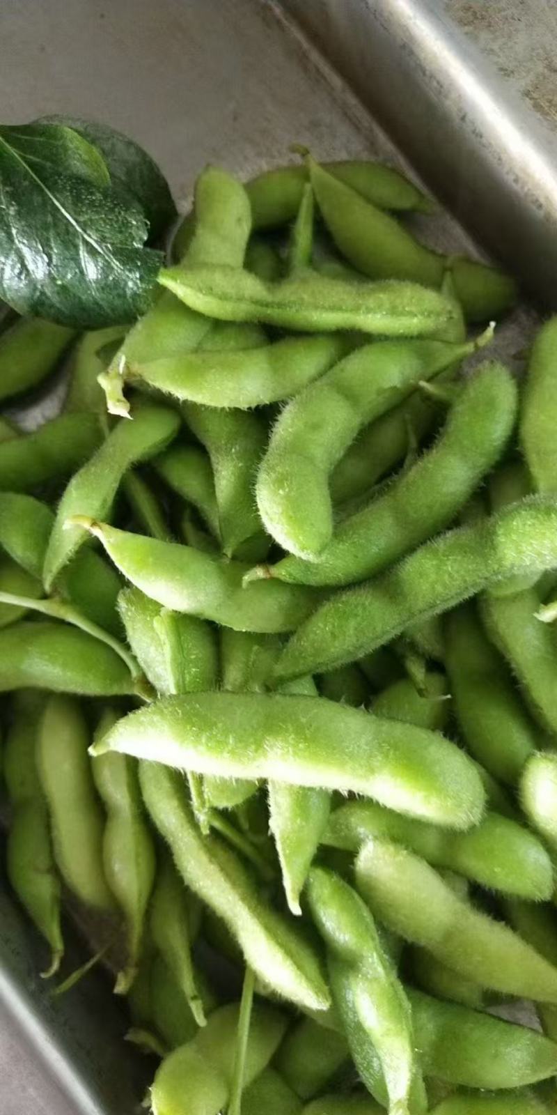 大棚毛豆大量上市
