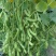 大棚毛豆大量上市
