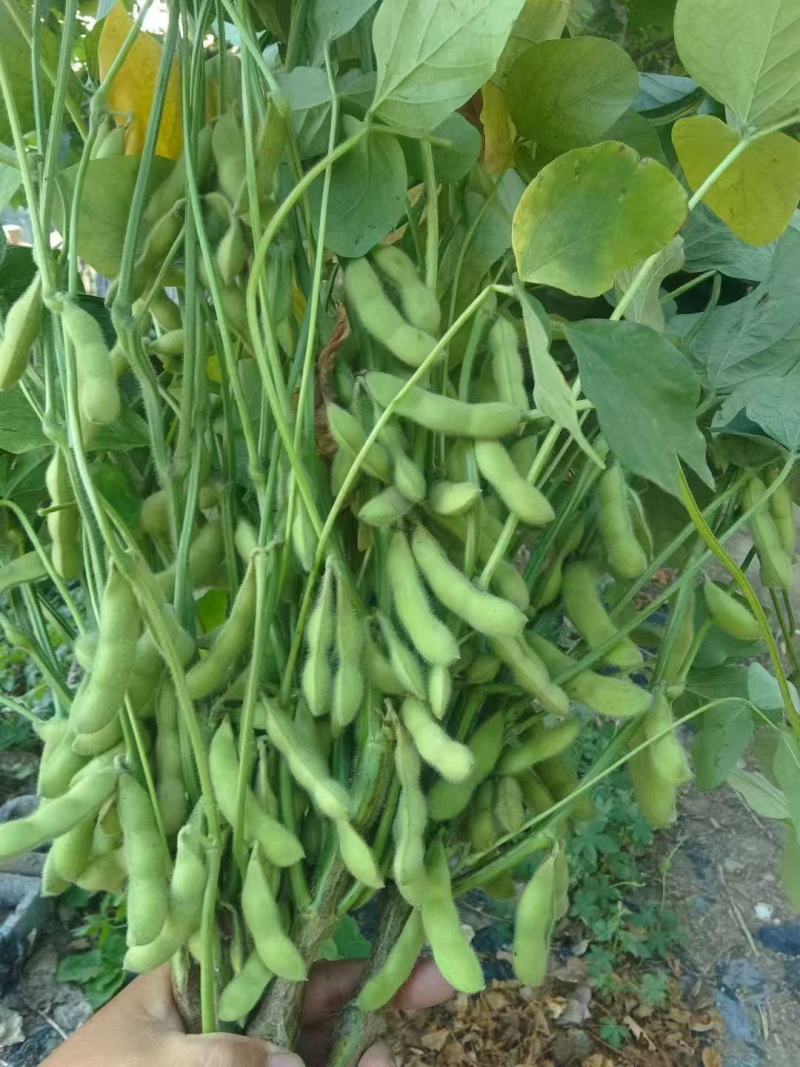 大棚毛豆大量上市