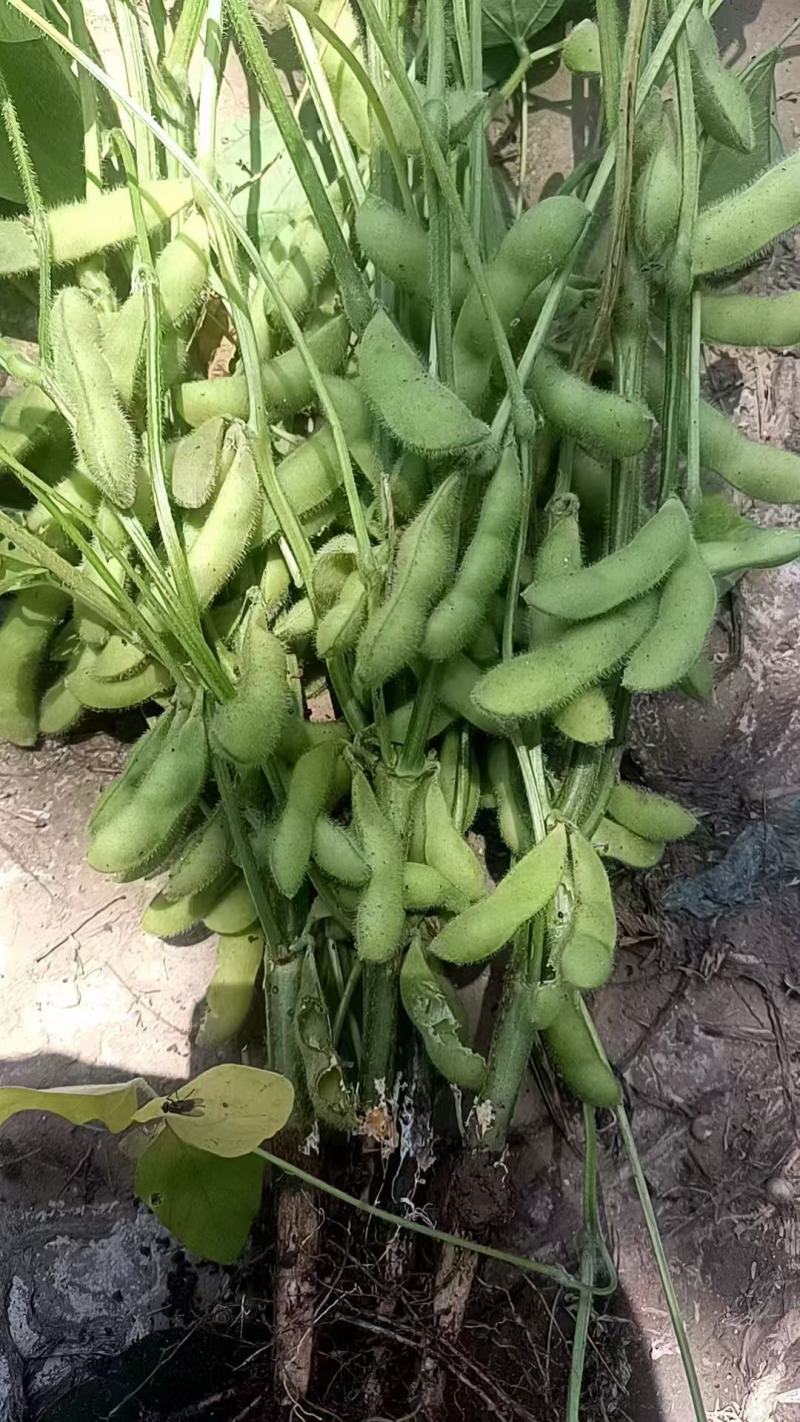 大棚毛豆大量上市