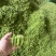 大棚毛豆大量上市