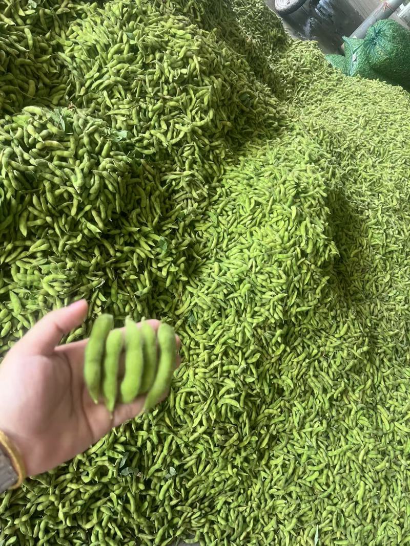 大棚毛豆大量上市